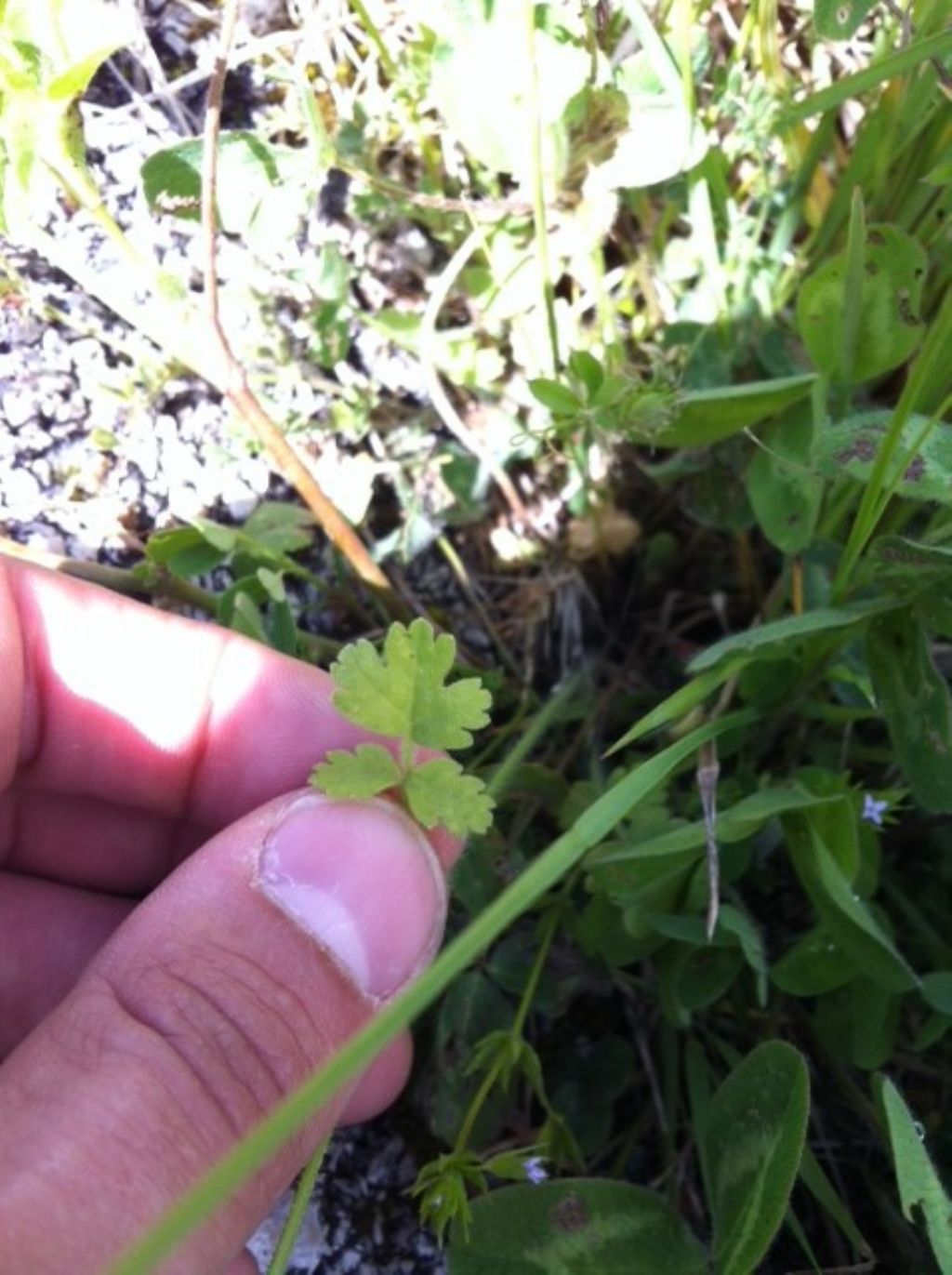 Tordylium apulum (Apiaceae)